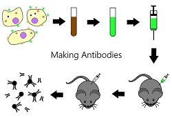 Antibody generation