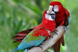 Green-winged MaCaws
