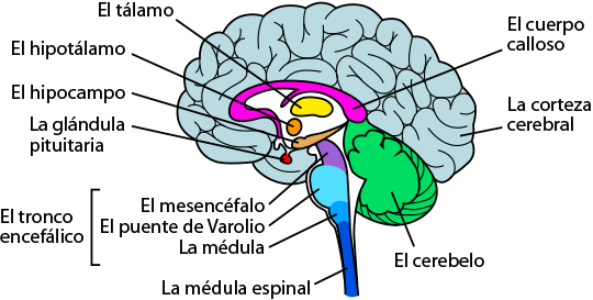 anatomia del cerebro