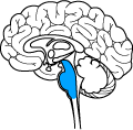 brainstem