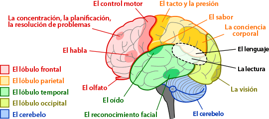 brain regions