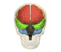 brain computer animation