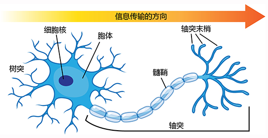 Nerve cell anatomy