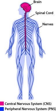 nervous system labeled simple