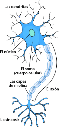 neuron anatomy