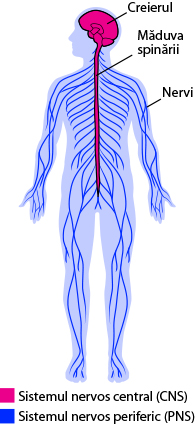 central and peripheral nervous system anatomy