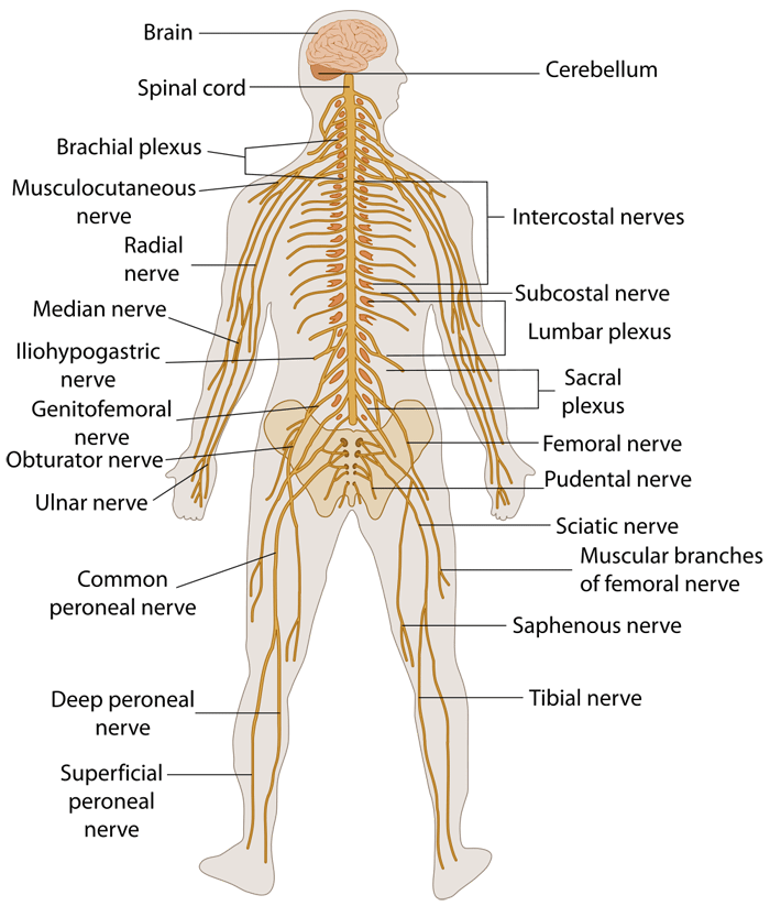 Nerves In Body Chart
