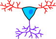 pyramidal neuron