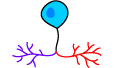 unipolar neuron