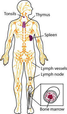 Lymph system