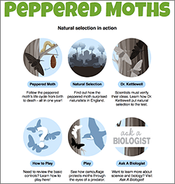 peppered moths evolution diagram