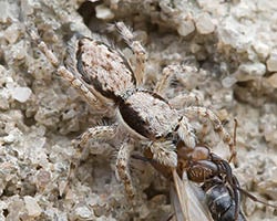 Araignée sauteuse avec une coloration disruptive.