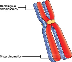 homologous chromosomes
