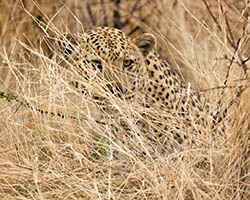 Un léopard qui traque une proie