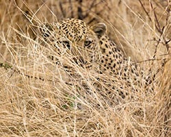 Leopard der Beute auflauert