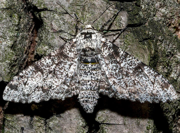 Peppered Moth Natural Selection Ask A Biologist