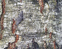 Une phalène du bouleau qui se fond à l’écorce d’un arbre