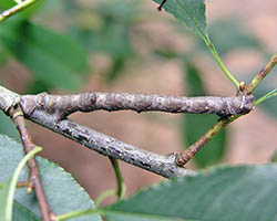 Peppered moth larva crypsis