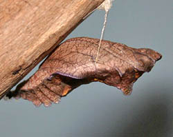 Puppe eines Schwalbenschwanzes (Battus philenor)