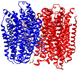 AVP1 enzyme structure