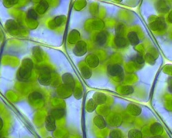 Chloroplasts in plant cell