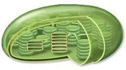 In higher plants the shape of the chloroplast is - NEETLab