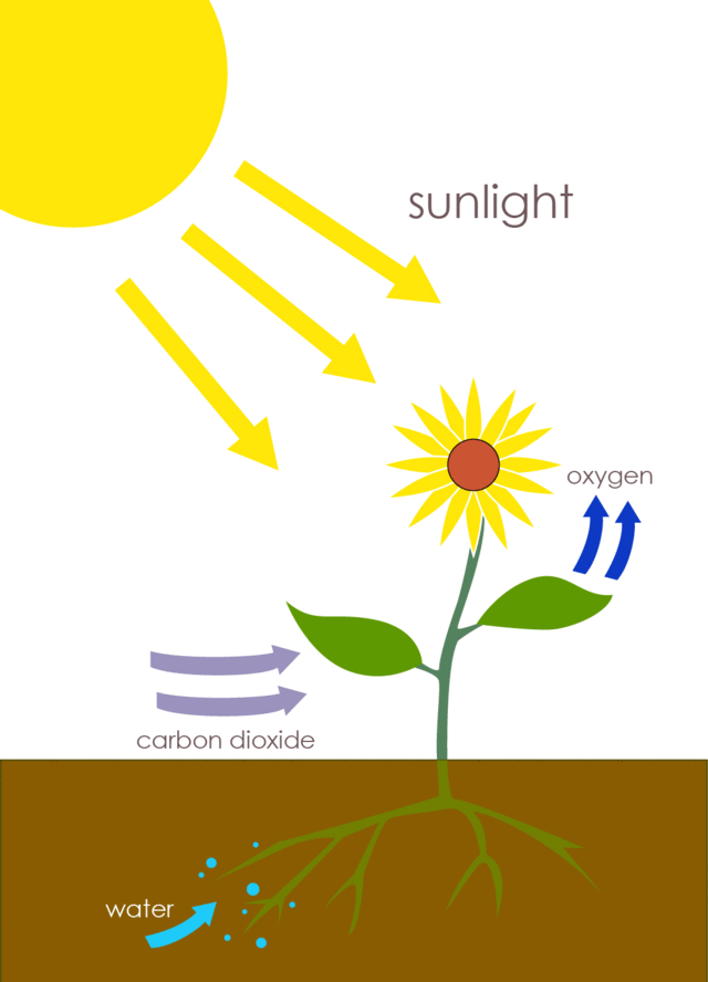 sunlight on plants