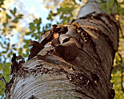 Tree trunk image