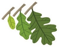 leaf growth