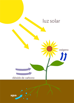 Basics of plant life