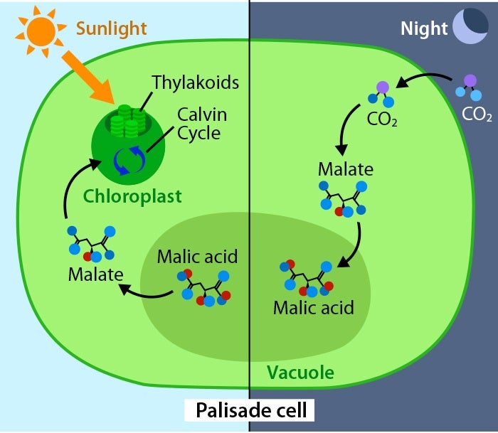 Image result for CAM photosynthesis