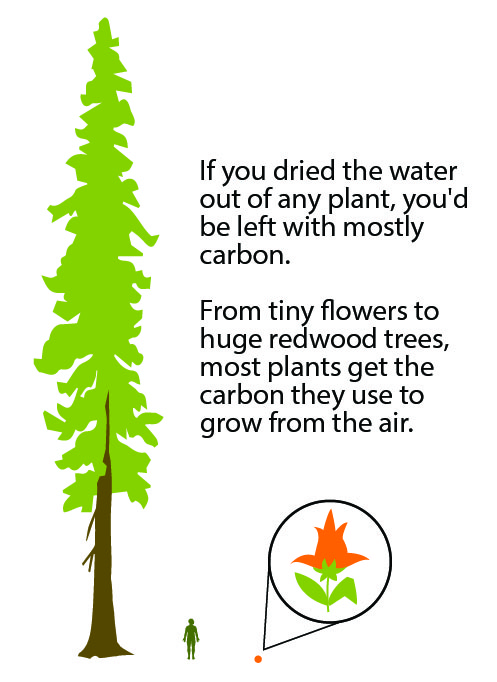 how much protein absorb Ask What  Biologist Plants Are  Made A Of?