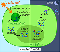 Light and dark reactions Tamil photosynthesis