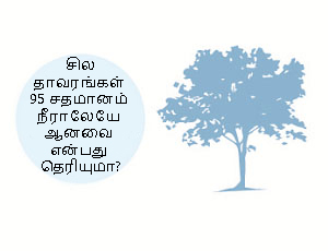 water tree tamil