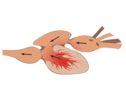 an illustration of a two-chambered heart, showing direction of blood flow.