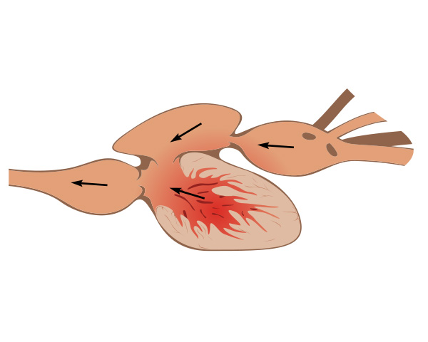 Circulatory System | Ask A Biologist