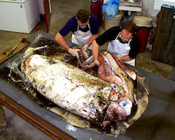 Giant squid on a table in a lab