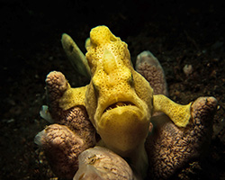 Yellow frog fish on a coral