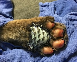 Lion paw with tilapia fish skin repairing a wound