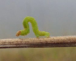 green inch worm crawling across a twig