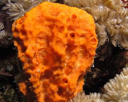 orange sea sponge