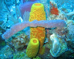 Yellow sea sponges