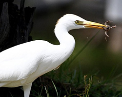 An egret catching a frog to eat