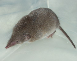 A shrew - a small mammal with a cone shaped nose.