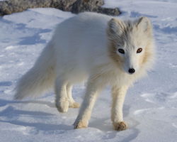 White arctic fox