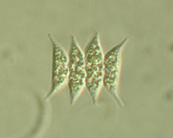 Scenedesmus (phytoplankton)