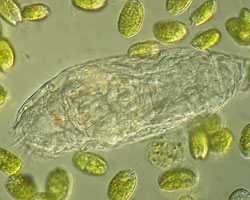 Rotifer (zooplankton)