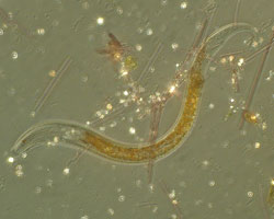 Nematode (zooplankton)