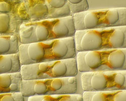Fragilariopsis cylindrus (phytoplankton)