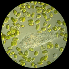 phytoplankton and zooplankton